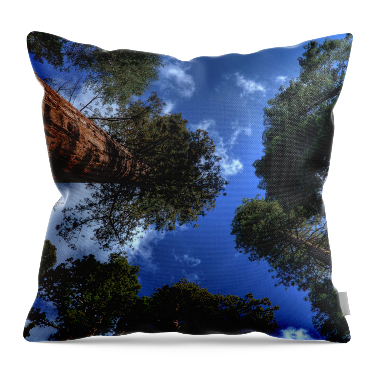 Sequoia Tree Throw Pillow featuring the photograph Giant Sequoias - 2 by Rhyman007