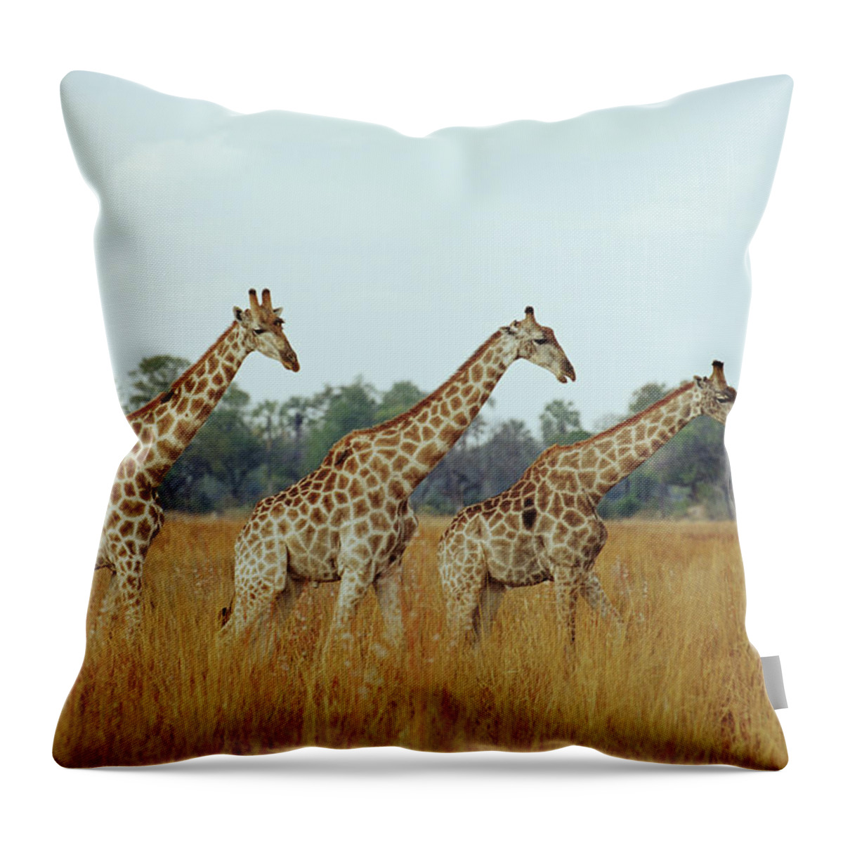 Horned Throw Pillow featuring the photograph Giraffe Herd, Botswana by Tim Graham