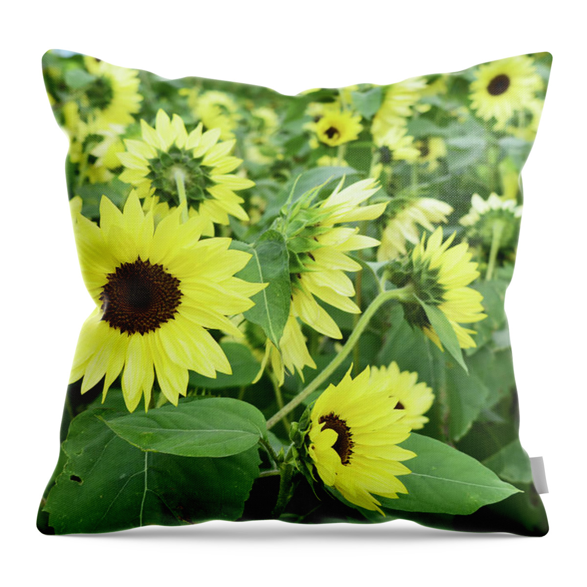 Sunflower Throw Pillow featuring the photograph Glorious Sunflowers by Aimee L Maher ALM GALLERY