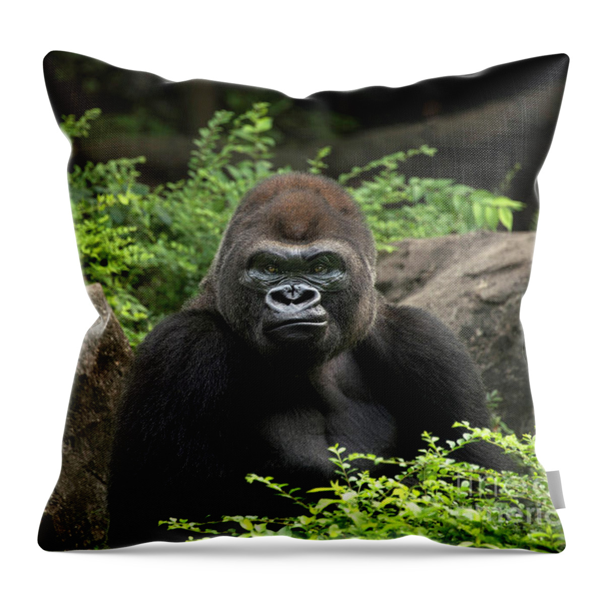 https://render.fineartamerica.com/images/rendered/default/throw-pillow/images/artworkimages/medium/2/gorilla-male-silverback-great-ape-of-africa-sitting-in-green-jungle-bushes-georgia-evans.jpg?&targetx=-196&targety=-1&imagewidth=715&imageheight=479&modelwidth=479&modelheight=479&backgroundcolor=616050&orientation=0&producttype=throwpillow-14-14