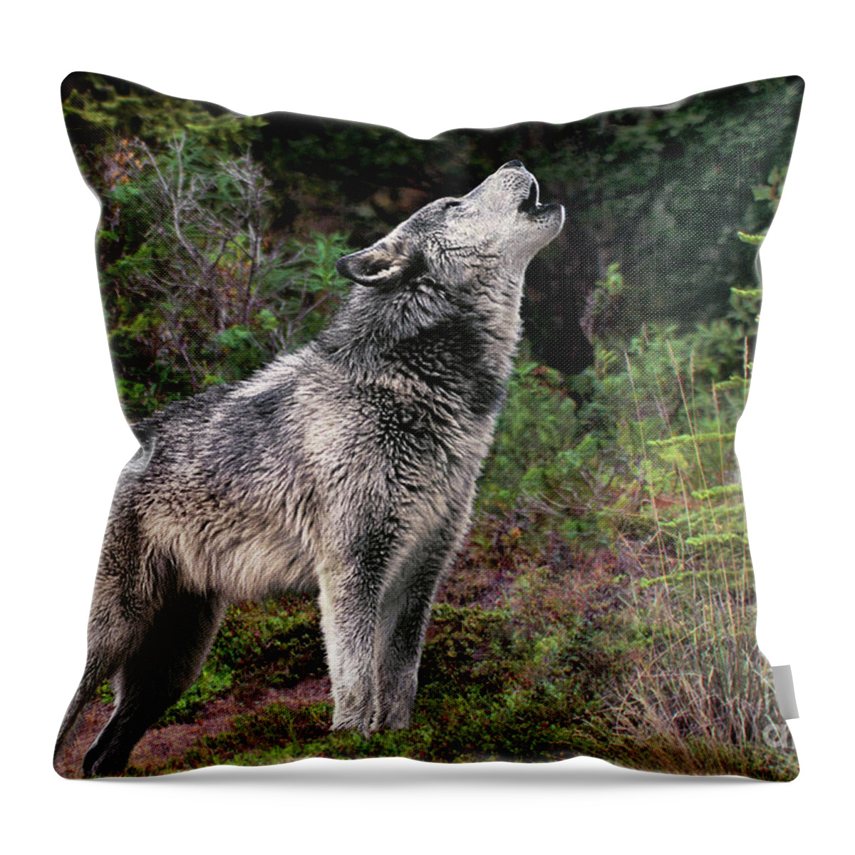 Gray Wolf Throw Pillow featuring the photograph Gray Wolf Howling Endangered Species Wildlife Rescue by Dave Welling