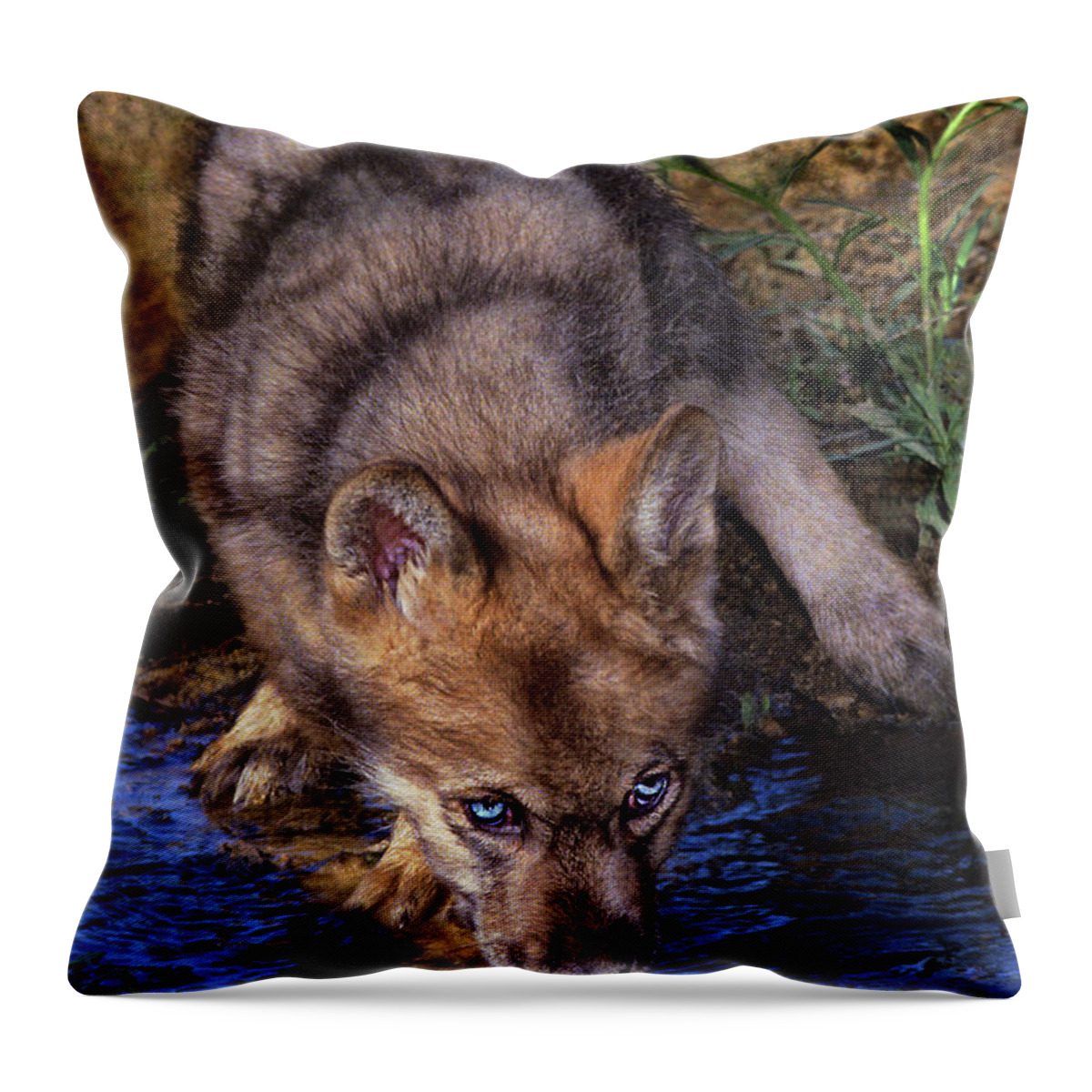 Gray Wolf Throw Pillow featuring the photograph Gray Wolf Pup Endangered Species Wildlife Rescue by Dave Welling
