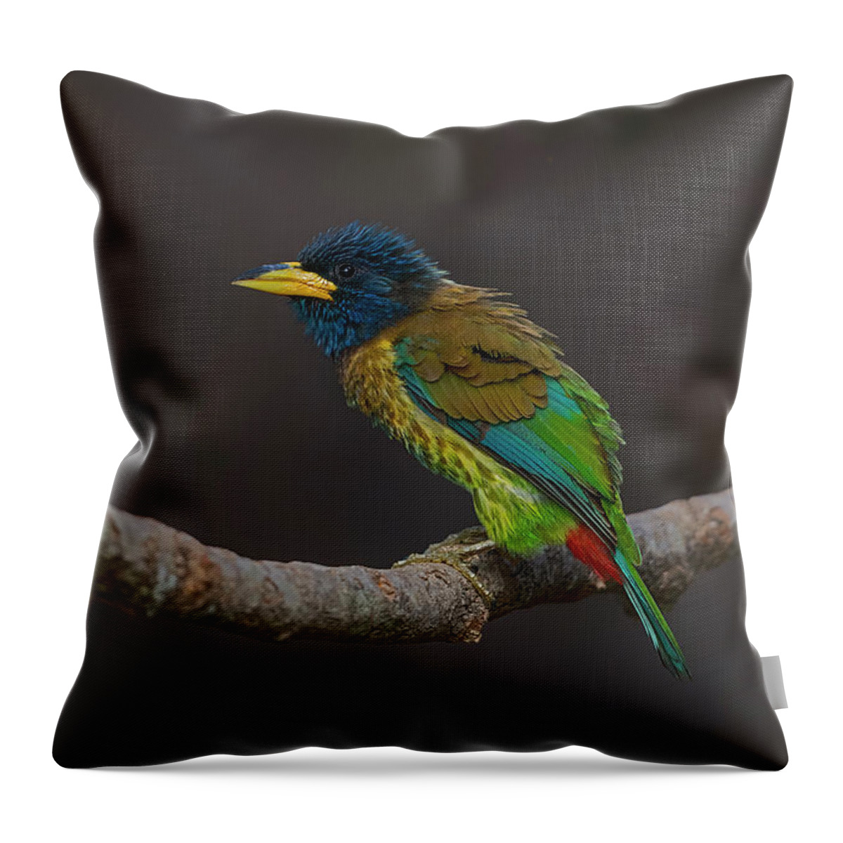 Bird Images For Print Throw Pillow featuring the photograph Great barbet by Uma Ganesh