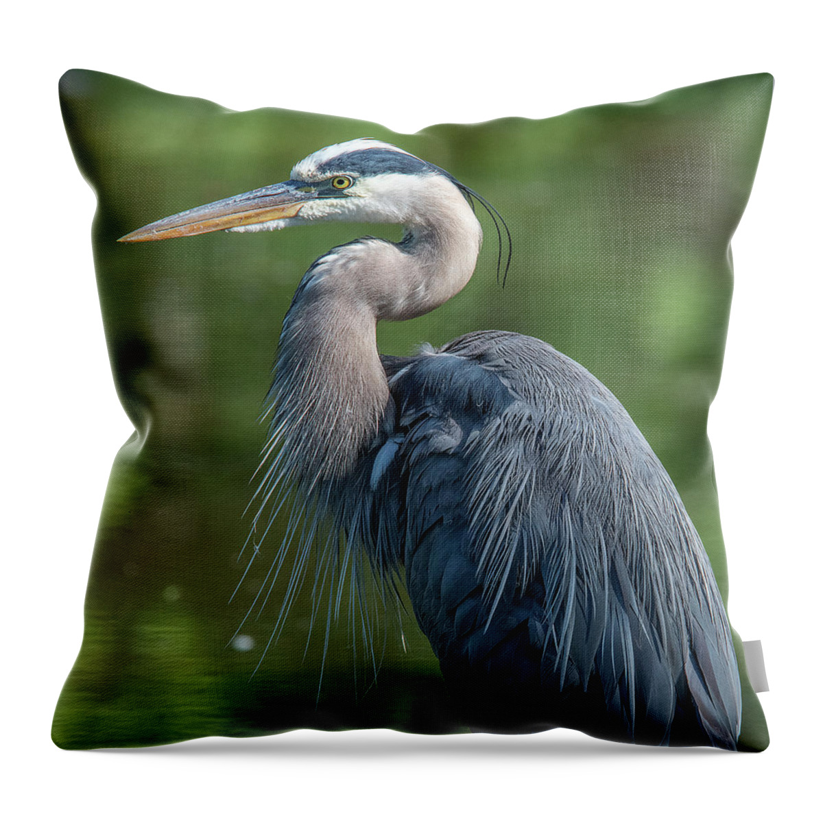 Nature Throw Pillow featuring the photograph Great Blue Heron after Preening DMSB0157 by Gerry Gantt