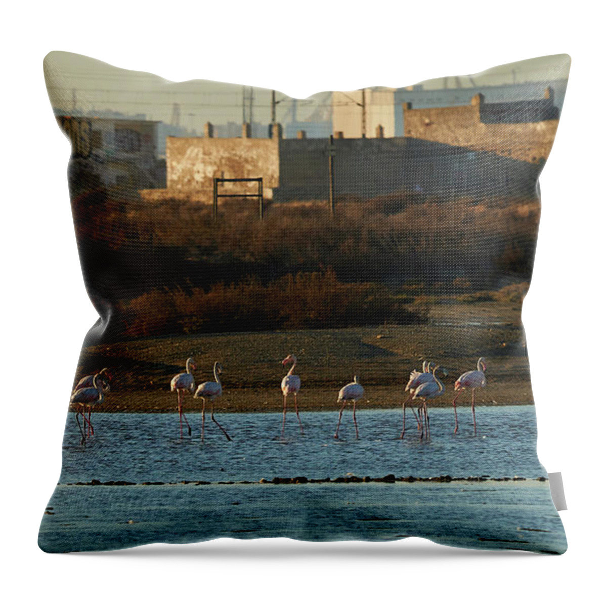 Flamingo Throw Pillow featuring the photograph Greater Flamingo at Arillo River by Pablo Avanzini