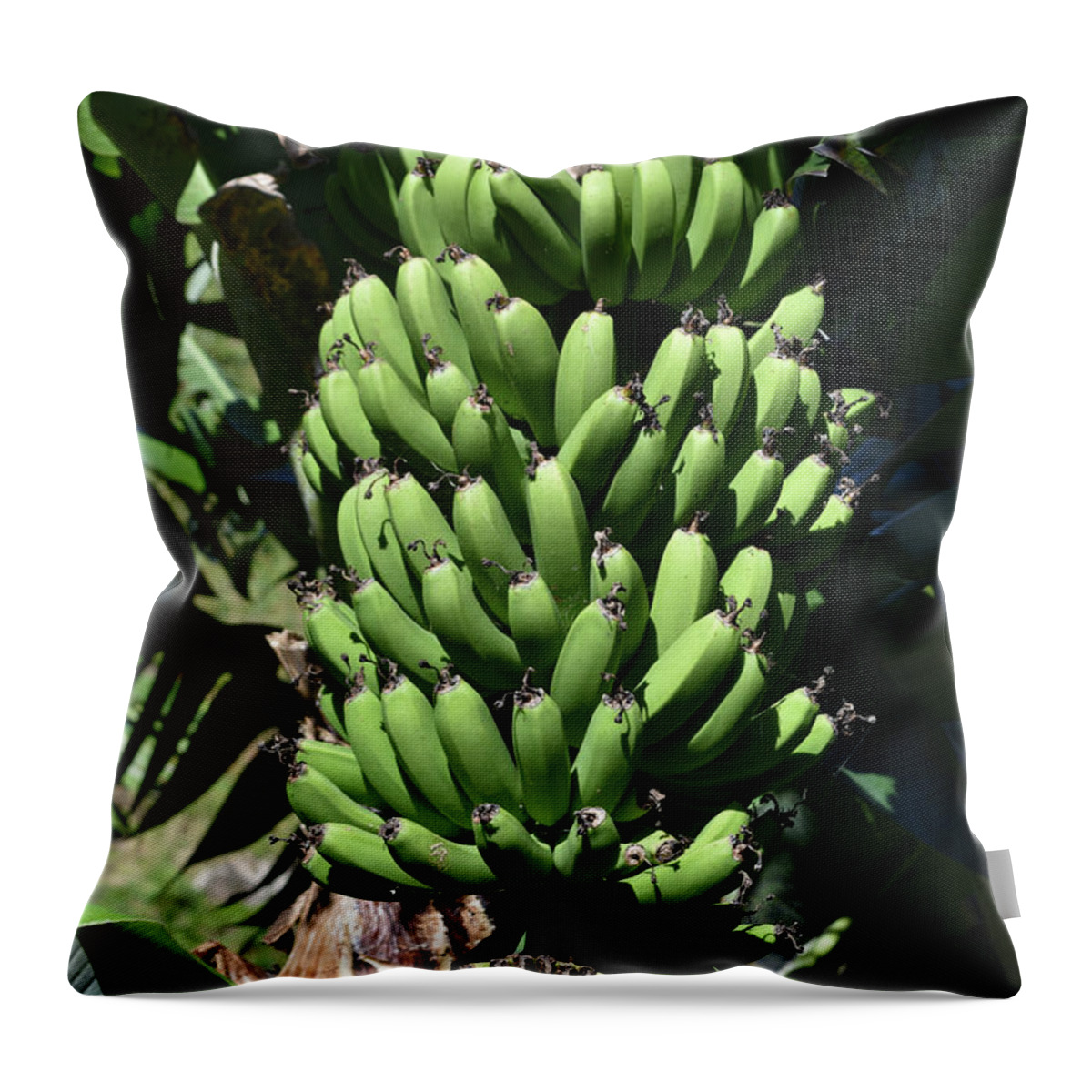 https://render.fineartamerica.com/images/rendered/default/throw-pillow/images/artworkimages/medium/2/green-bananas-growing-and-hanging-from-a-fruit-tree-dejavu-designs.jpg?&targetx=0&targety=-119&imagewidth=479&imageheight=718&modelwidth=479&modelheight=479&backgroundcolor=90A967&orientation=0&producttype=throwpillow-14-14