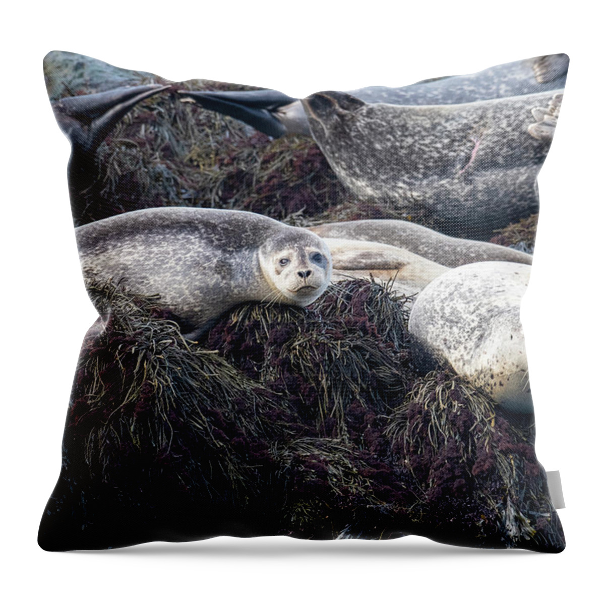 Scott Leslie Throw Pillow featuring the photograph Harbor Seals Along Bay of Fundy by Scott Leslie