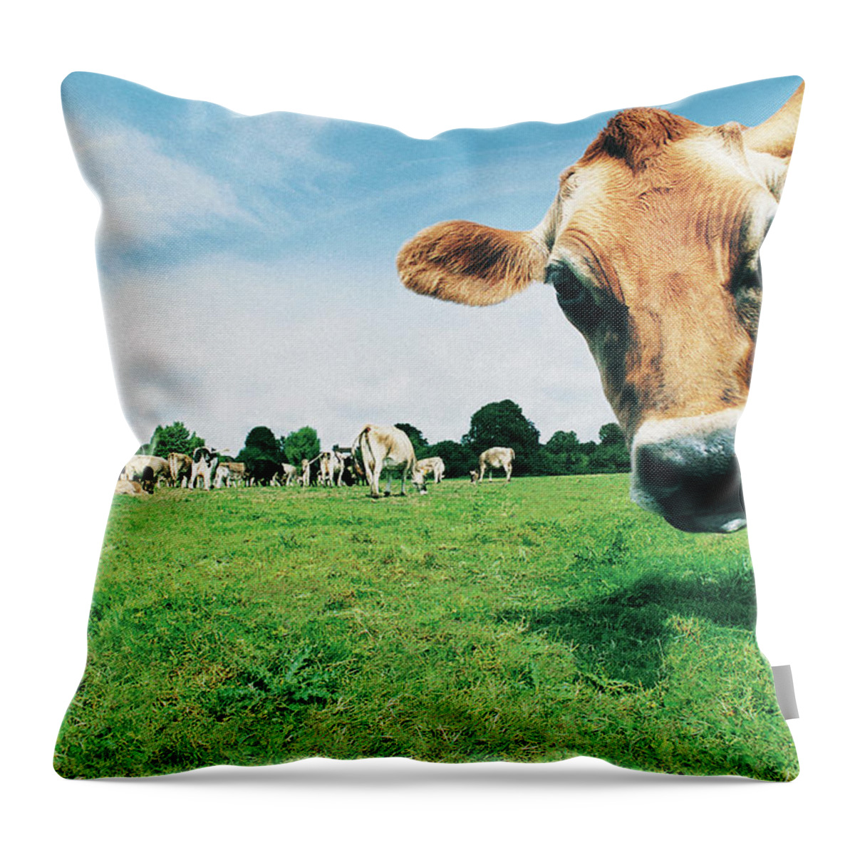 Grass Throw Pillow featuring the photograph Head Of Jersey Cow by Digital Vision.