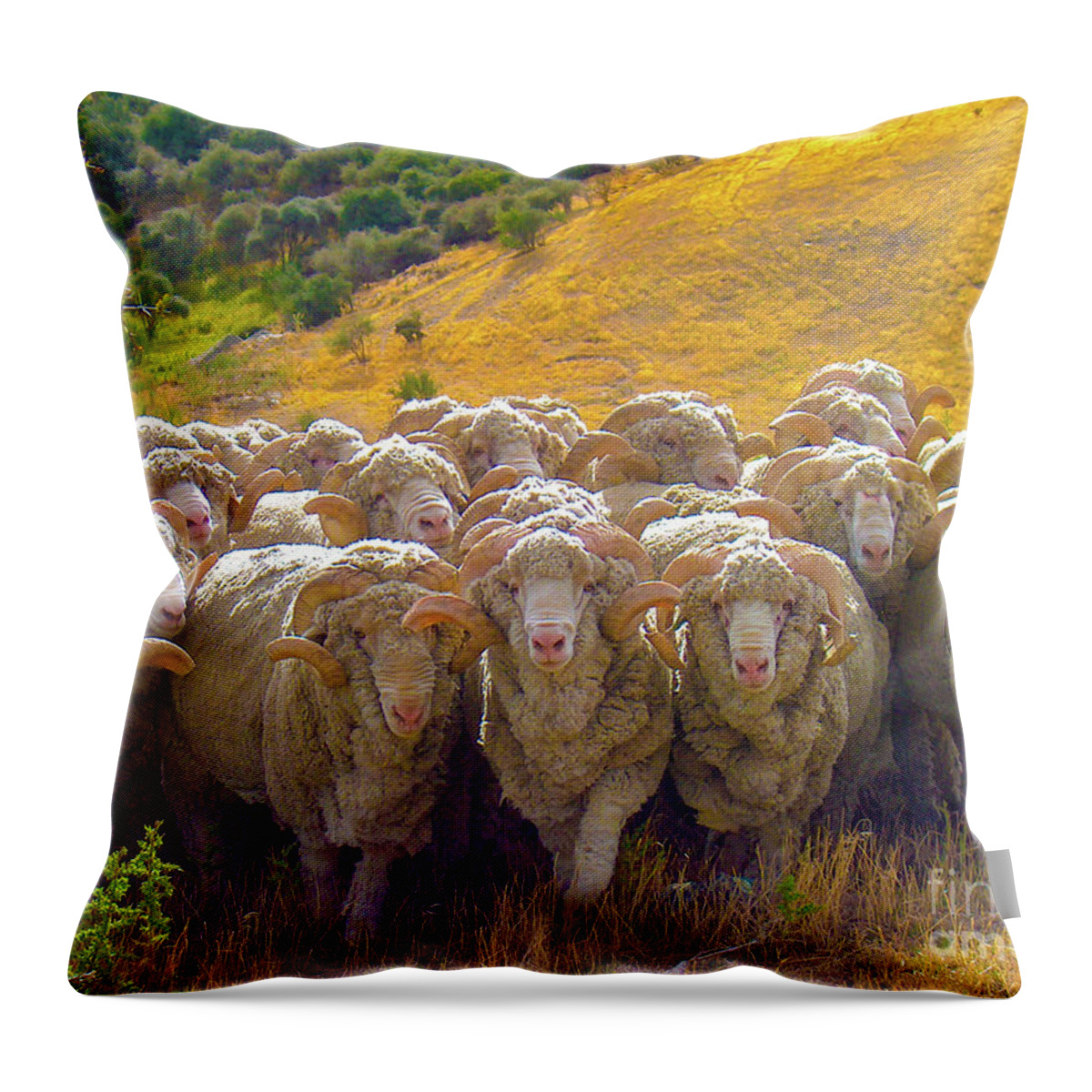 Sheep Throw Pillow featuring the photograph Herding Merino Sheep by Leslie Struxness