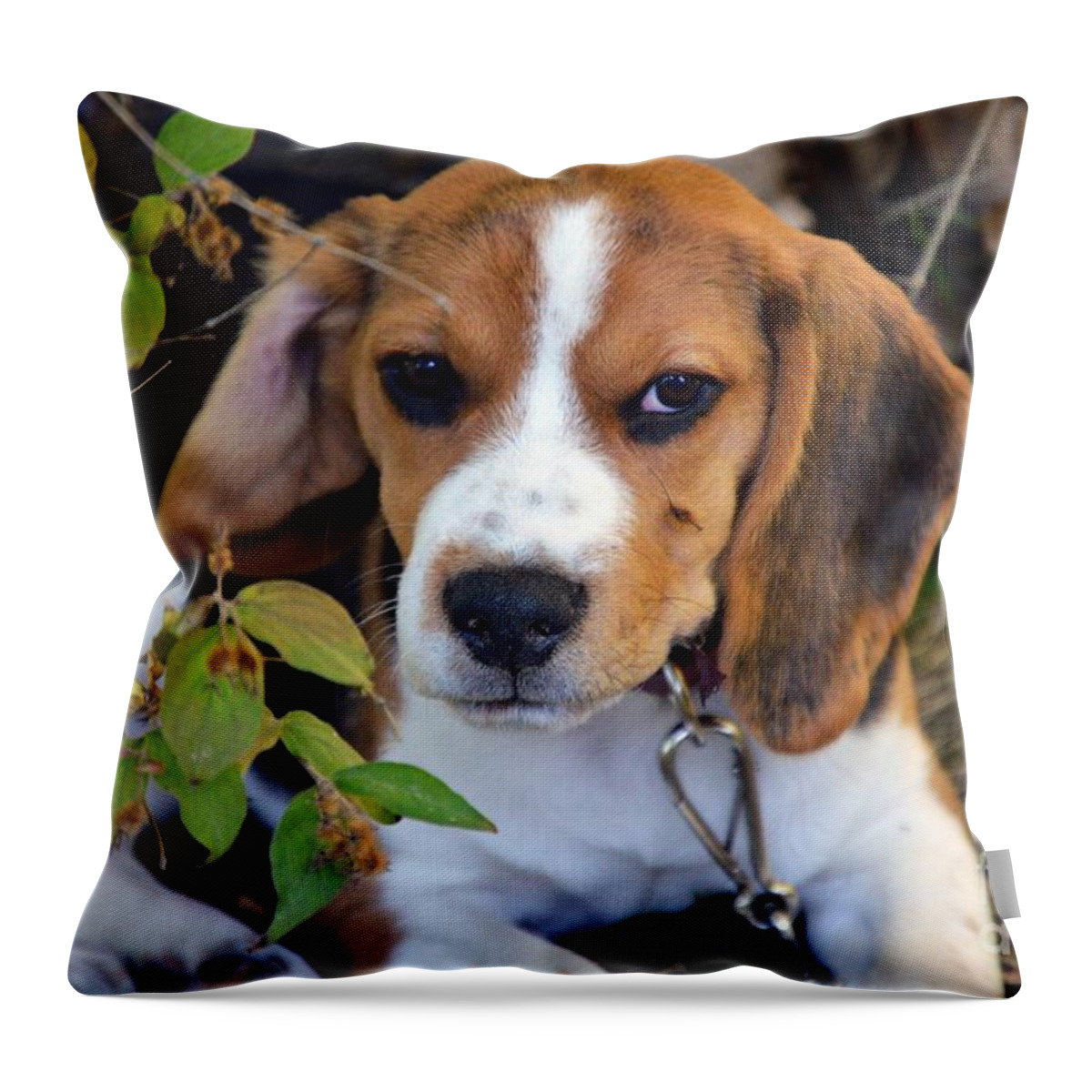 Beagle Puppy Throw Pillow featuring the photograph Hermine The Beagle by Thomas Schroeder