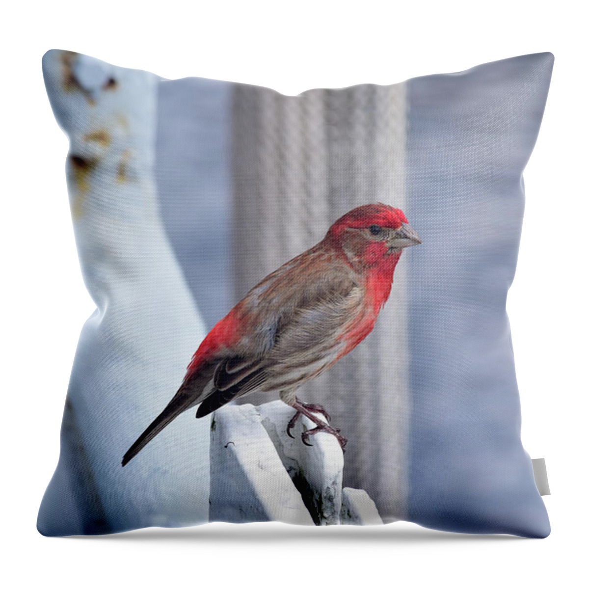 Finch Throw Pillow featuring the photograph House Finch on the U.S.S. Wisconsin by Nicole Lloyd