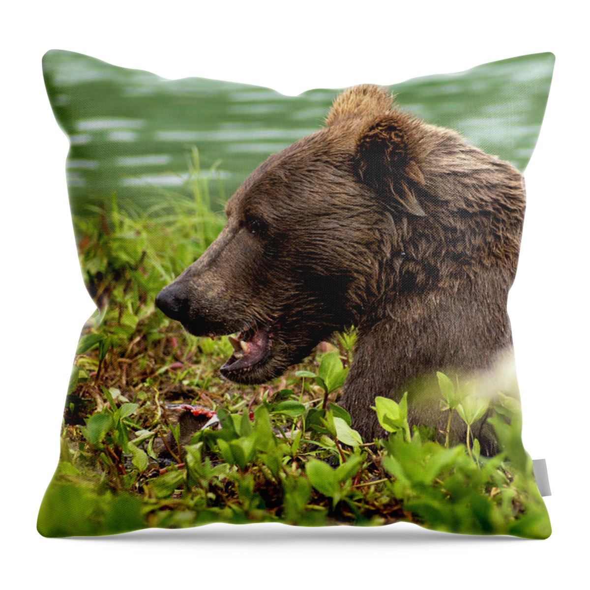 Hungry Throw Pillow featuring the photograph Hungry Bear by Chad Dutson