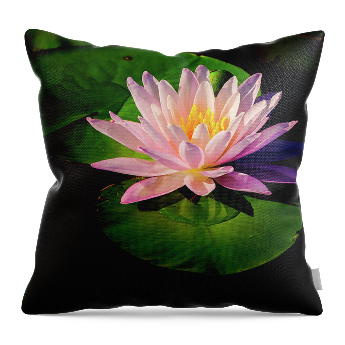 Aquatic Throw Pillow featuring the photograph In The Spotlight by Jeff Sinon
