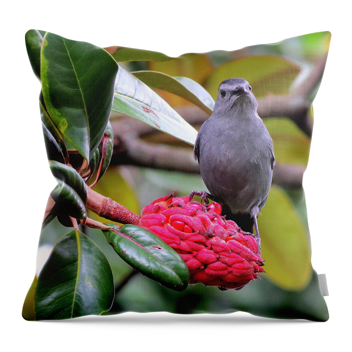 Gray Catbird Throw Pillow featuring the photograph Indignant Gray Catbird Having Breakfast by Linda Stern
