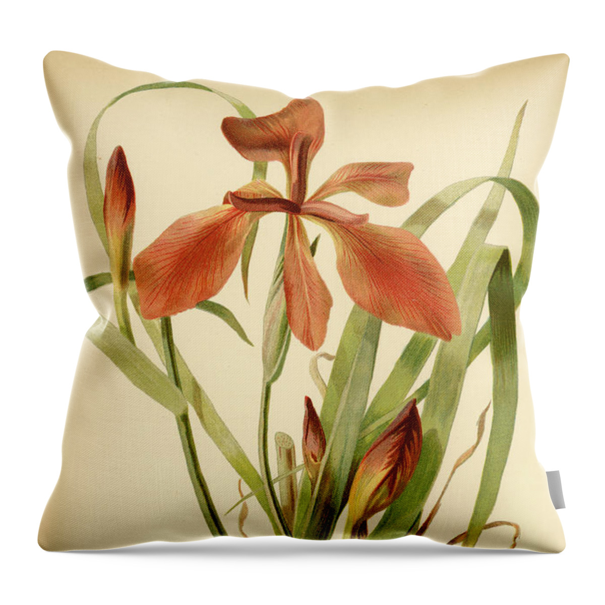 Iris Throw Pillow featuring the mixed media Iris Cuprea Copper Iris. by Unknown