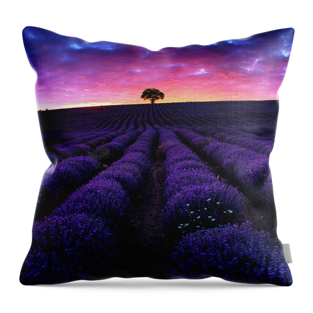 Afterglow Throw Pillow featuring the photograph Lavender Dreams by Evgeni Dinev