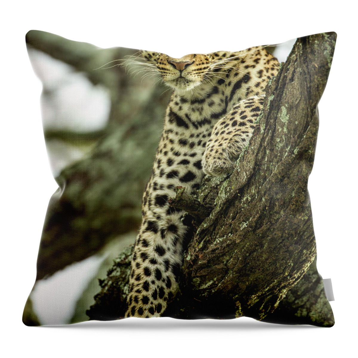Dawn Throw Pillow featuring the photograph Leopard, Ndutu Plains, Tanzania by Paul Souders
