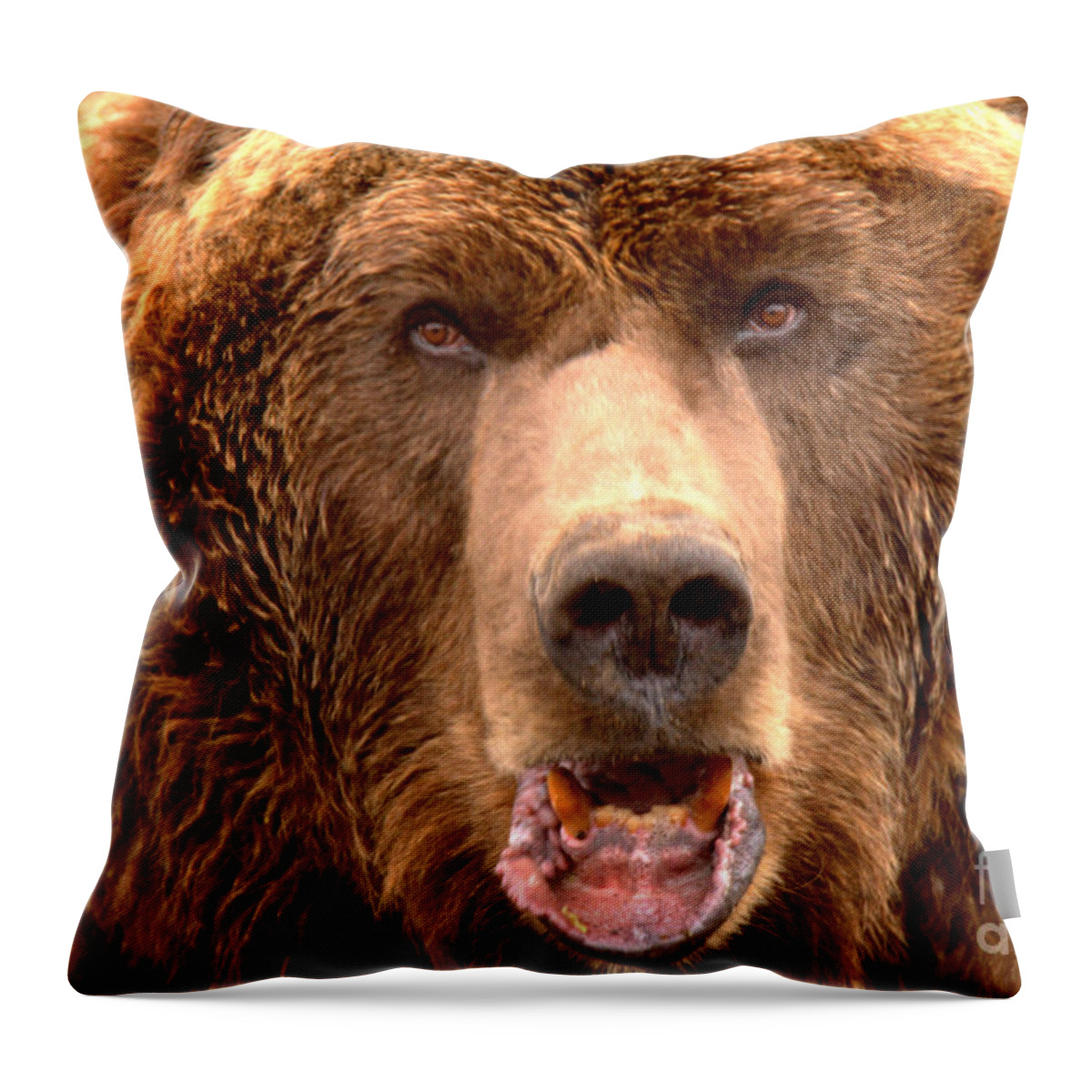 Brown Bear Throw Pillow featuring the photograph Like OMG, DId You See That Tourist by Adam Jewell