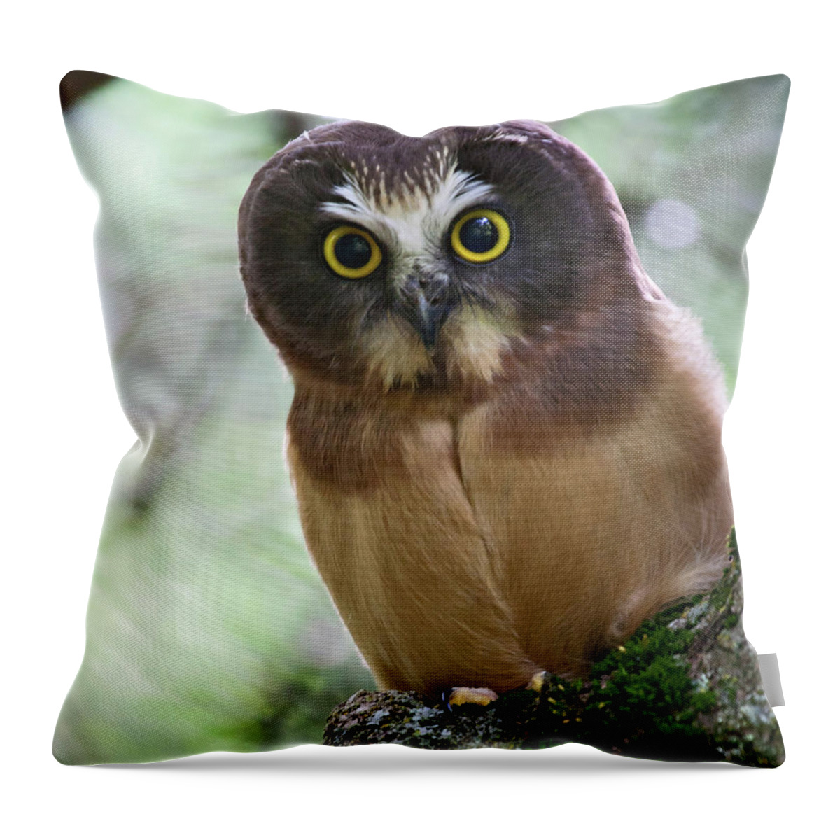 Birds Throw Pillow featuring the photograph Little Owl by Wesley Aston
