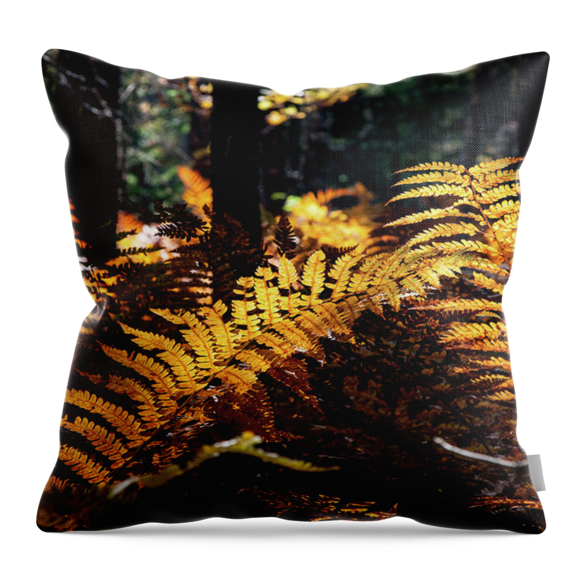 Autumn Throw Pillow featuring the photograph Maine Autumn Ferns by Jeff Folger