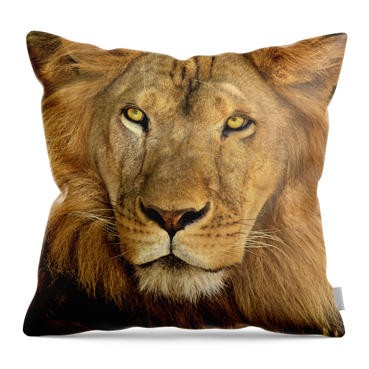 Dave Welling Throw Pillow featuring the photograph Male African Lion Portrait Wildlife Rescue by Dave Welling
