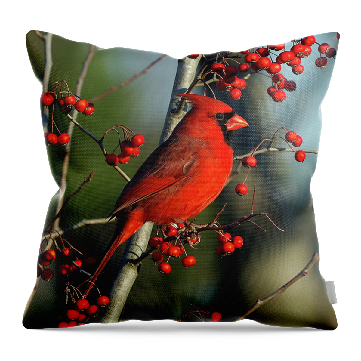 Animal Themes Throw Pillow featuring the photograph Male Cardinal On Branch by H .h. Fox Photography