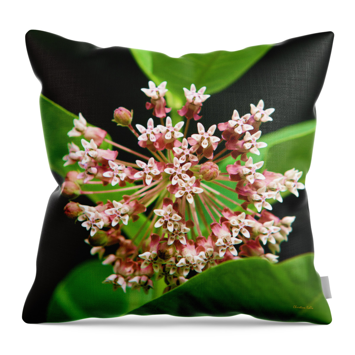 Milkweed Throw Pillow featuring the photograph Milkweed Flower by Christina Rollo