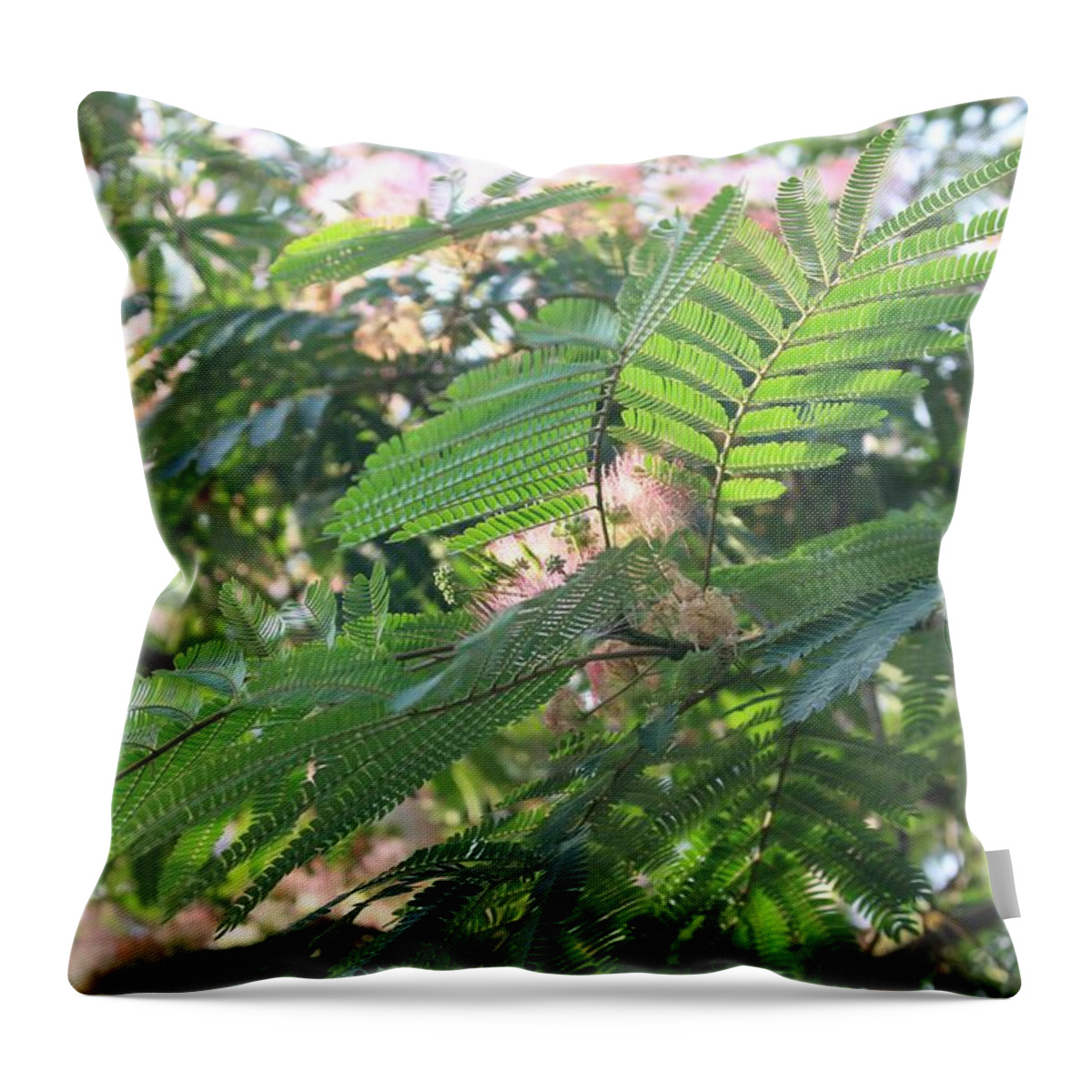 Mimosa Tree Throw Pillow featuring the photograph Mimosa Tree Blooms and Fronds by Christopher Lotito