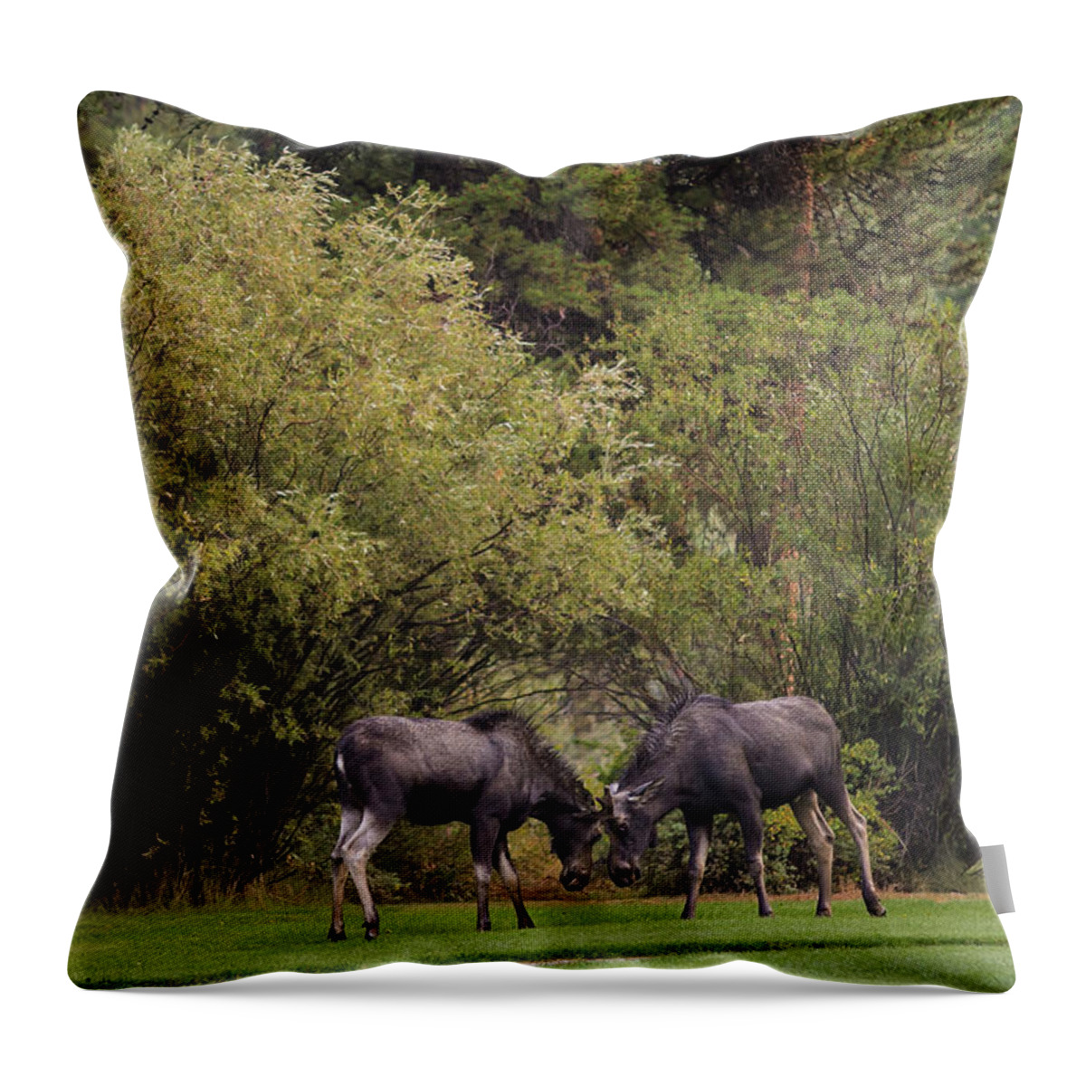 Young Moose At Play Throw Pillow featuring the photograph Moose at play by Julieta Belmont