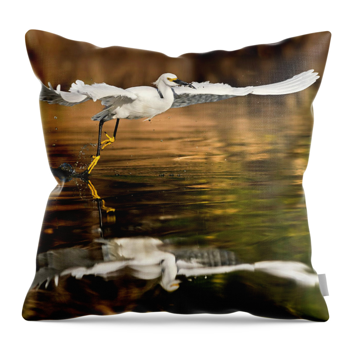 Snowy Egret Throw Pillow featuring the photograph Morning Reflections. by Paul Martin