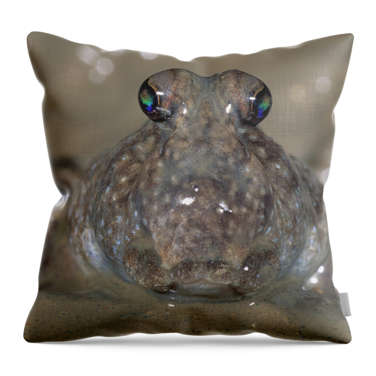 Animal Throw Pillow featuring the photograph Mudskipper Periopthalmus Sp by Nhpa