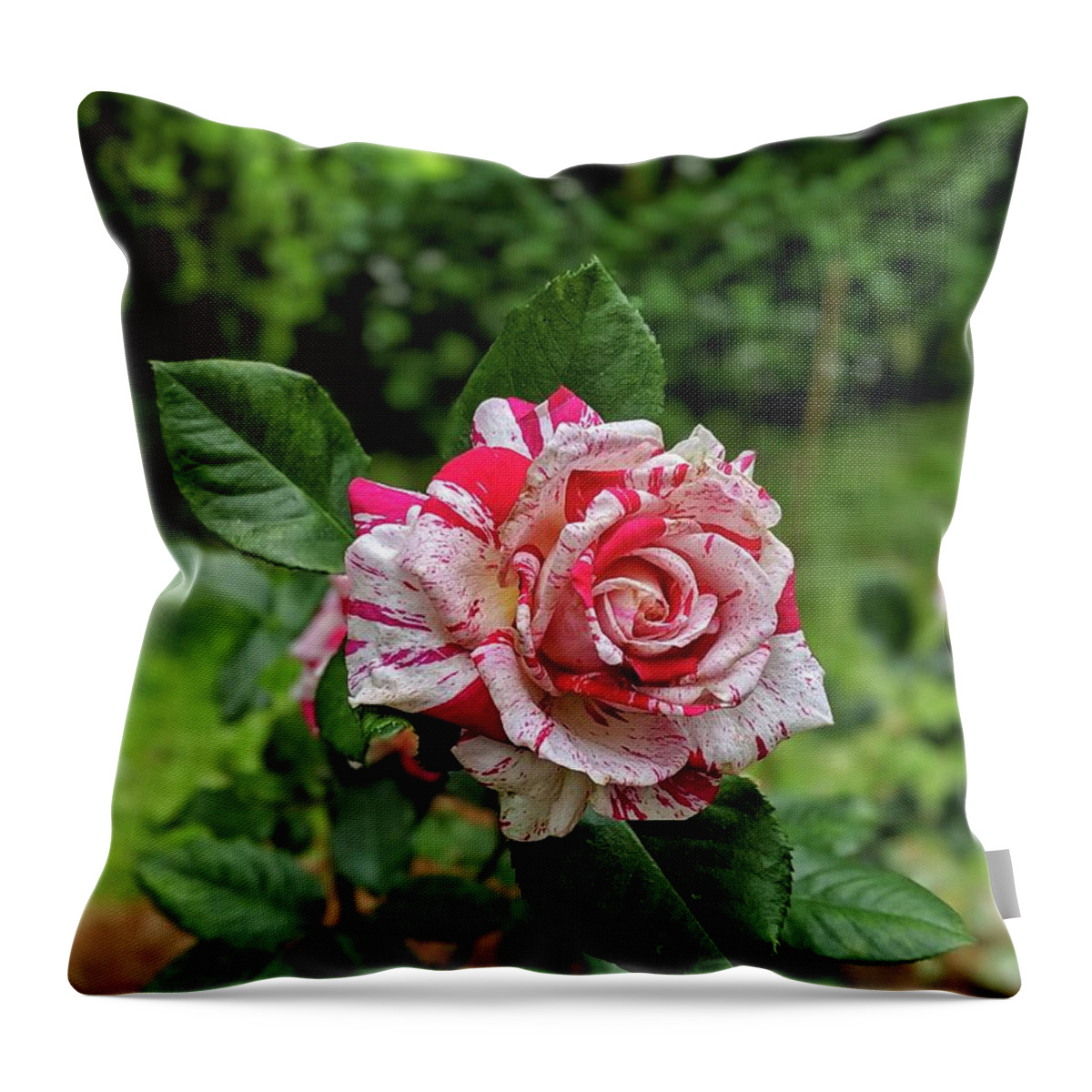 Rose Throw Pillow featuring the photograph Neil Diamond Rose by Portia Olaughlin