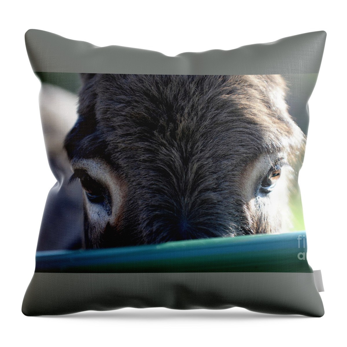 Rosemary Farm Sanctuary Throw Pillow featuring the photograph Nemo's Eyes by Carien Schippers