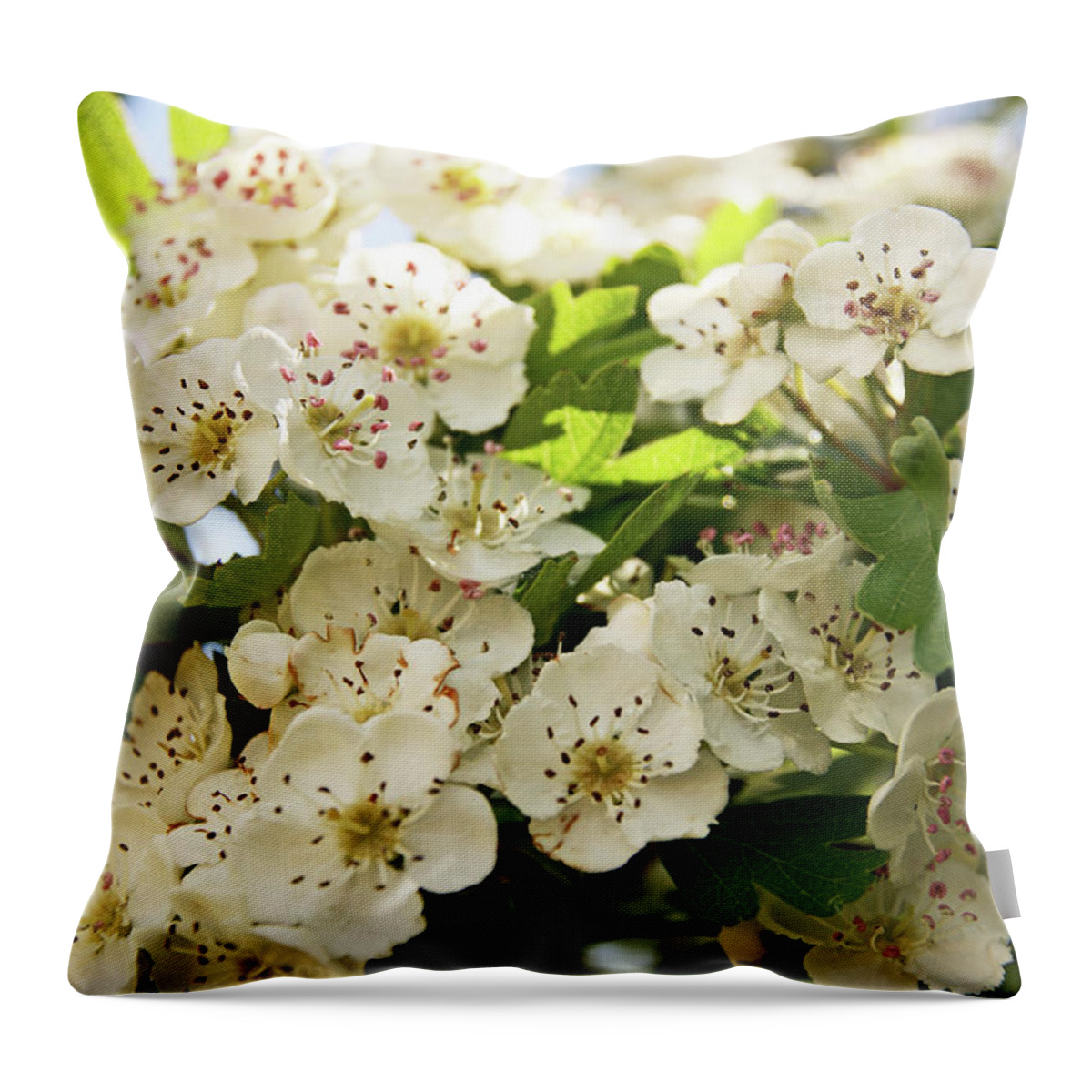 Neston Throw Pillow featuring the photograph NESTON. Hawthorn Blossom. by Lachlan Main