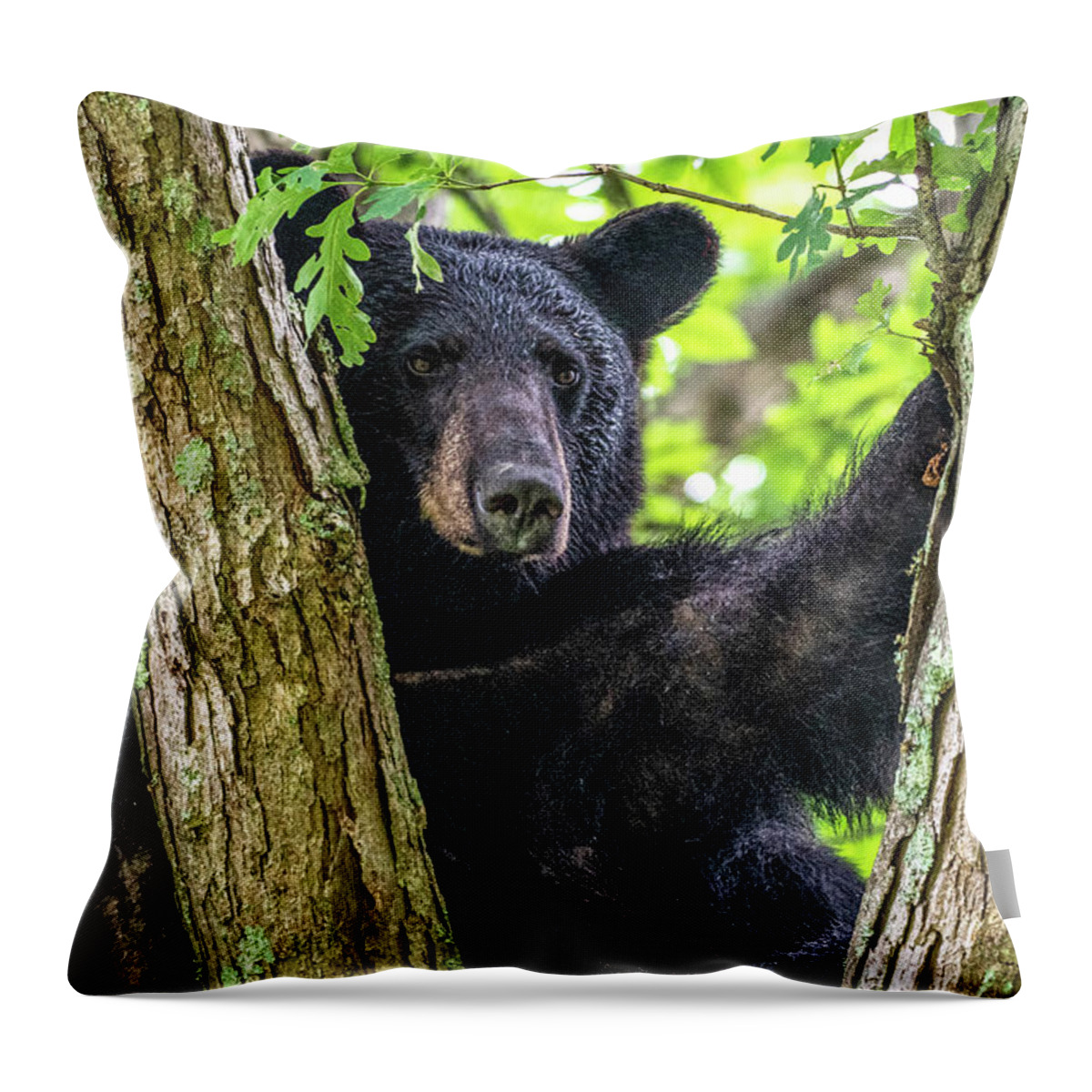 American Black Bear Throw Pillow featuring the photograph Not All Bears Are Created Equal by Marcy Wielfaert