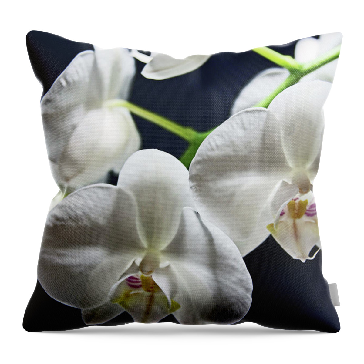 Orchids Throw Pillow featuring the photograph Orchids by Lachlan Main