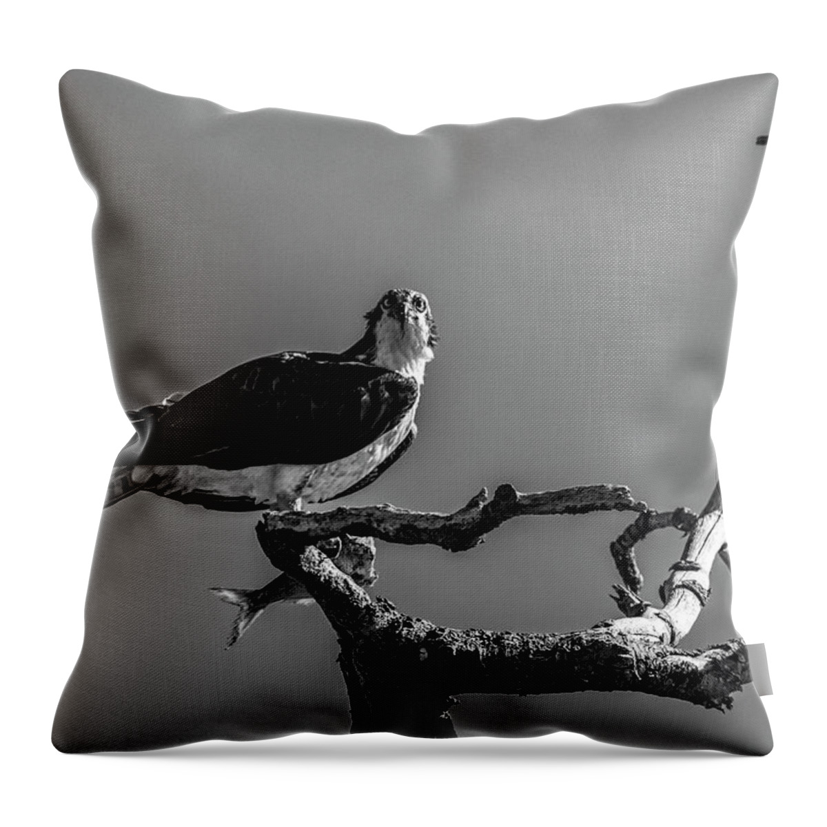 Raptor Throw Pillow featuring the photograph Osprey With Lunch by Cathy Kovarik