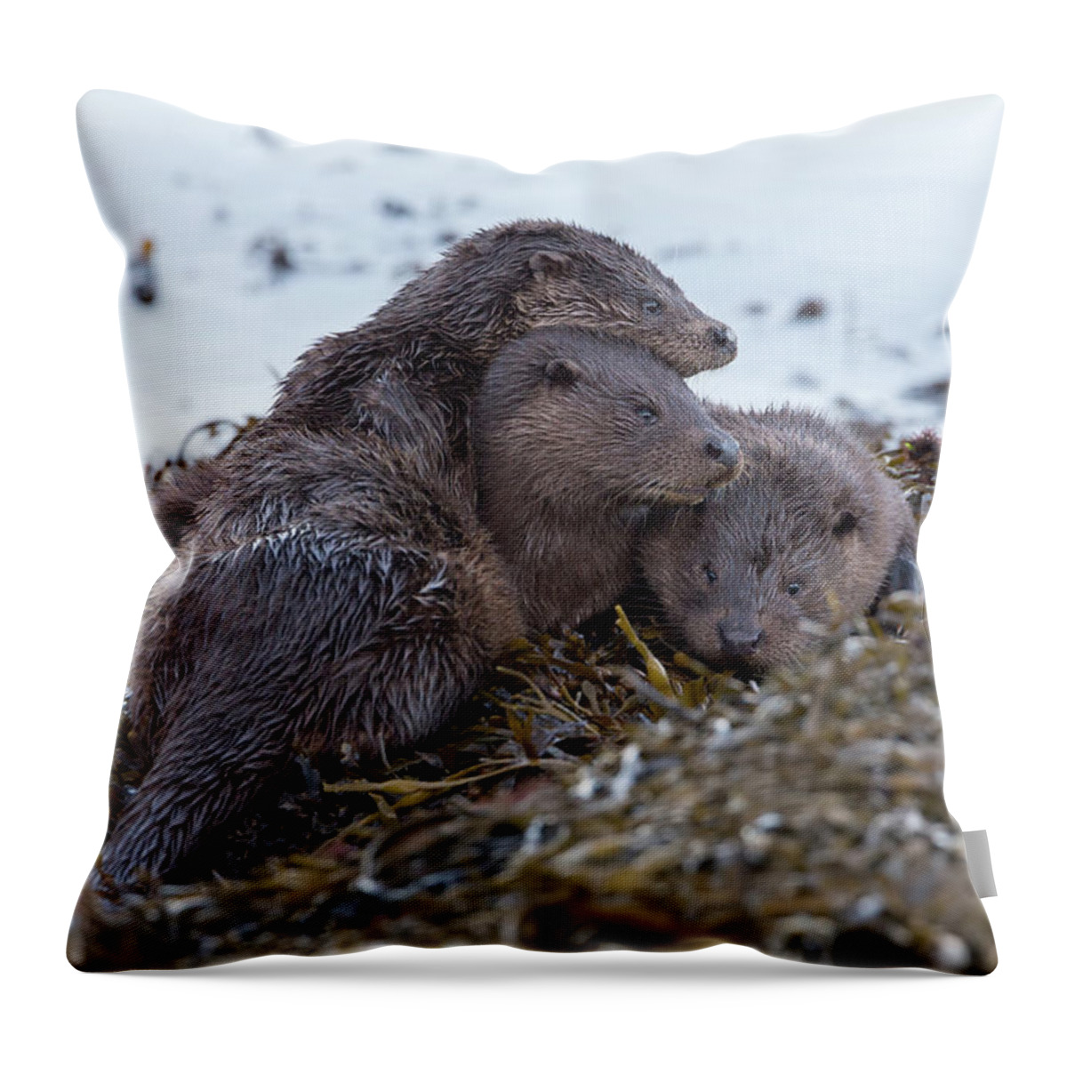 Otter Throw Pillow featuring the photograph Otter Family Together by Pete Walkden
