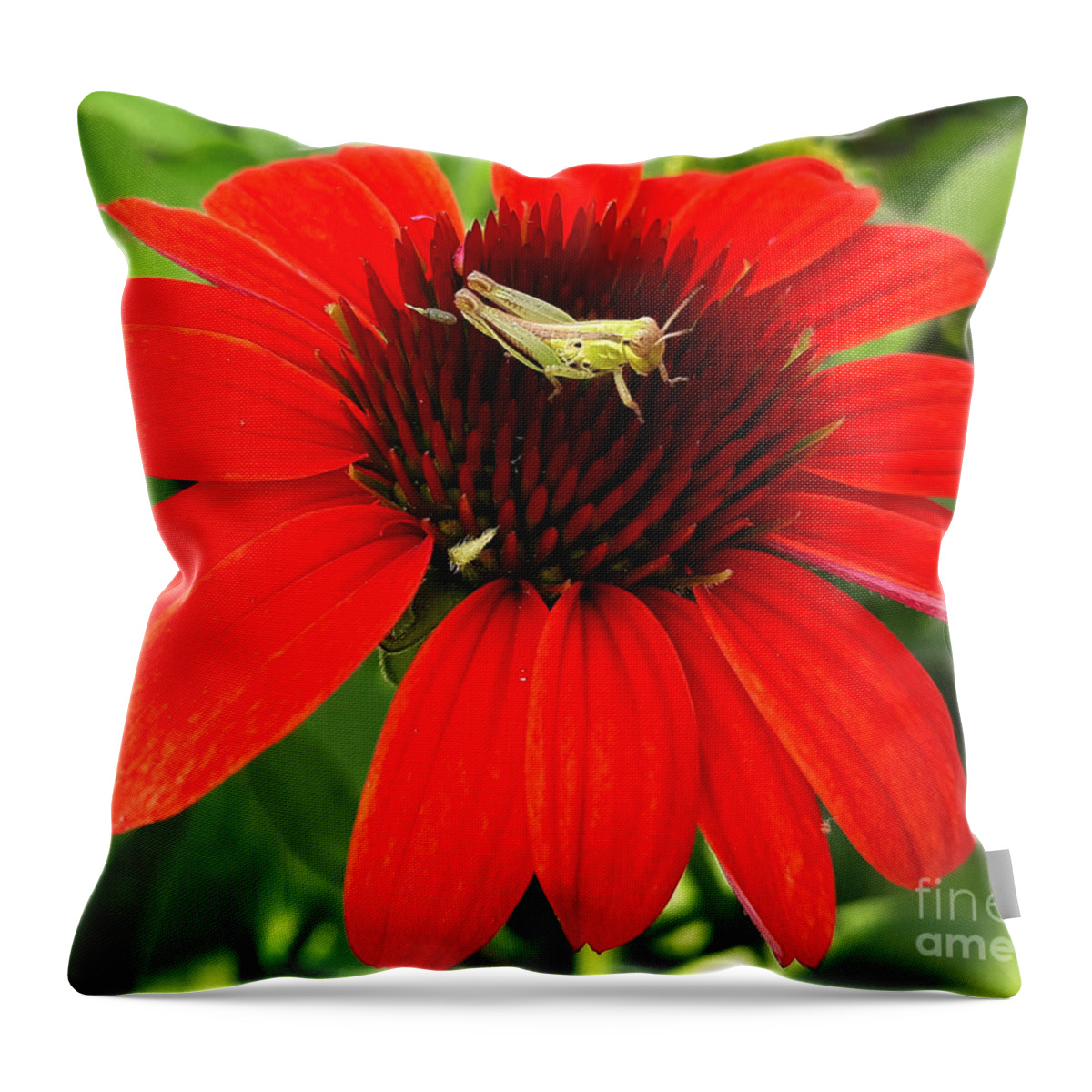 Insect Throw Pillow featuring the photograph Ouch Ouch Ouch by Dani McEvoy