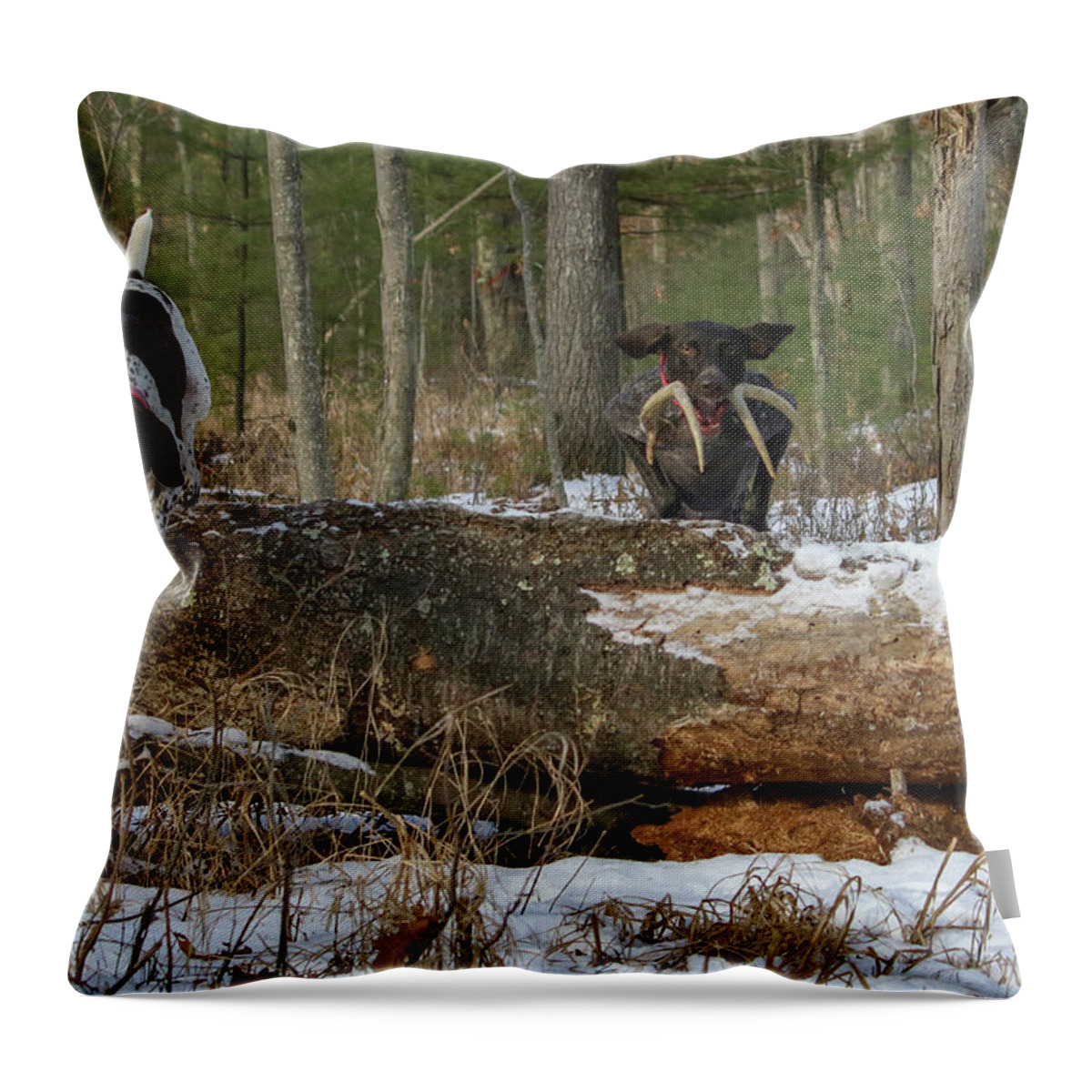 Gsp Throw Pillow featuring the photograph Over the Log by Brook Burling