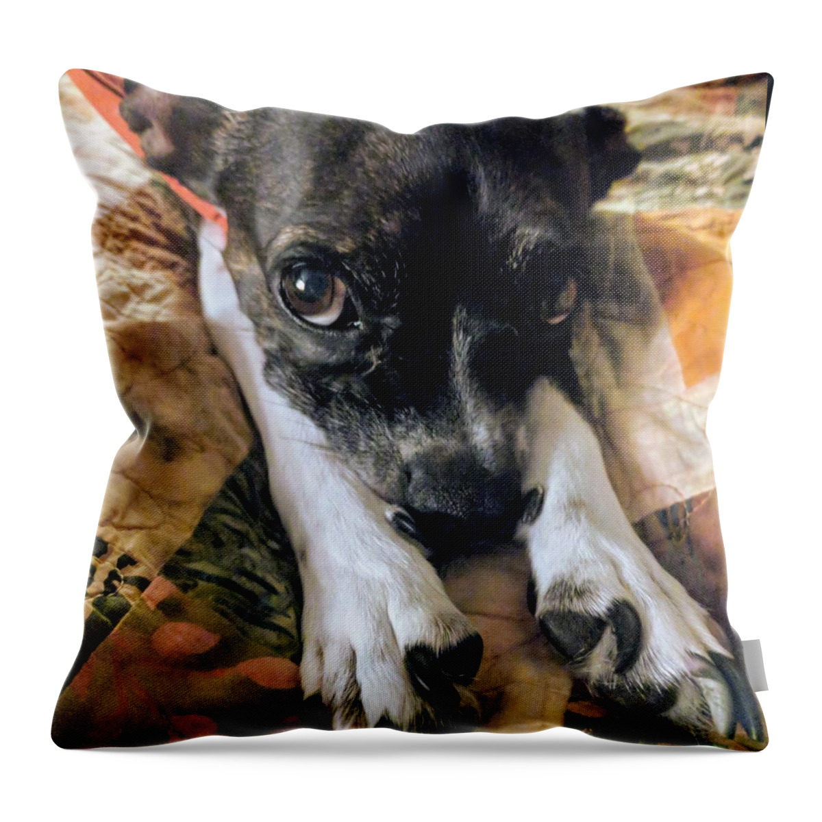 Puppy Throw Pillow featuring the photograph Paws by Misty Morehead