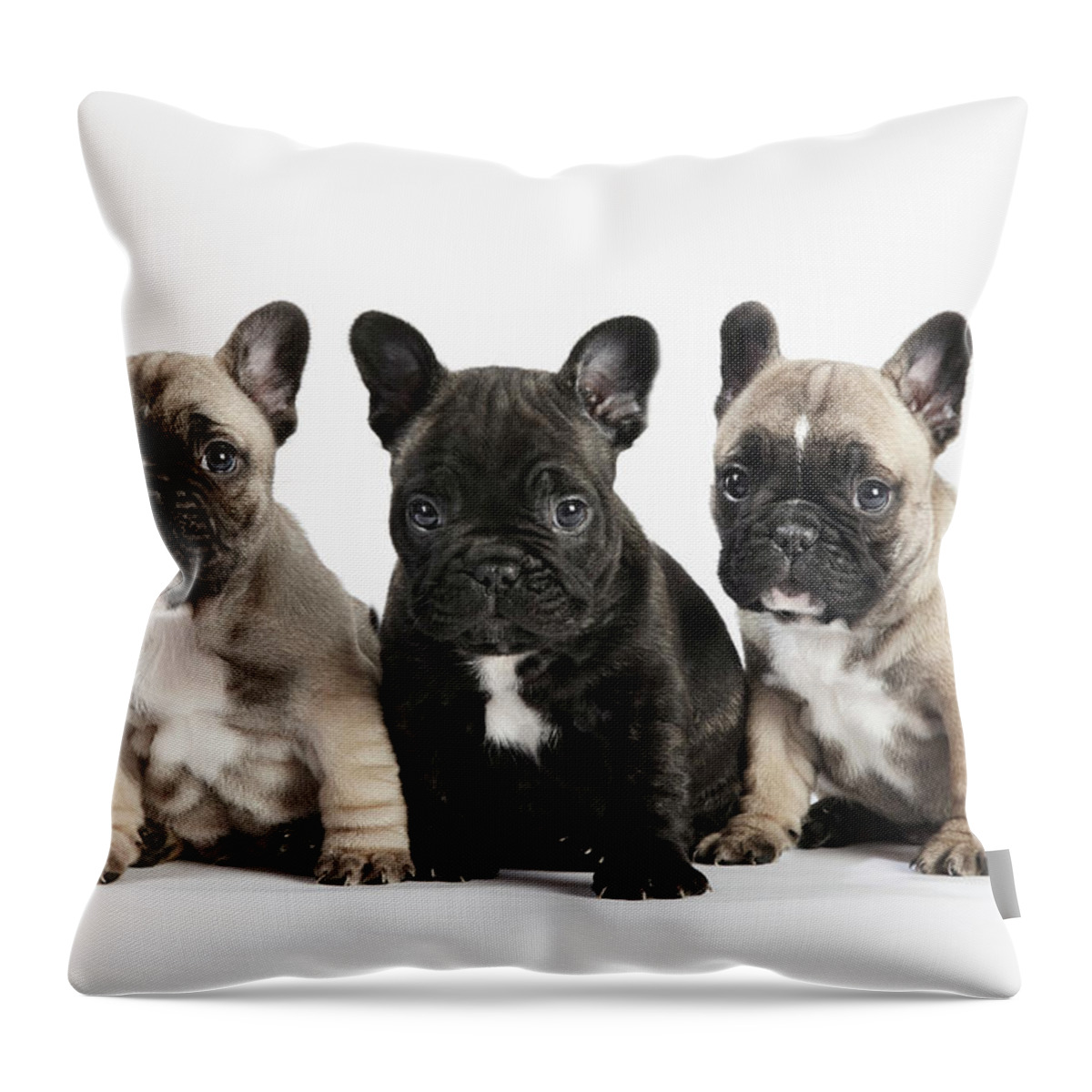 Pets Throw Pillow featuring the photograph Pedigree French Bulldog Puppies In A by Andrew Bret Wallis