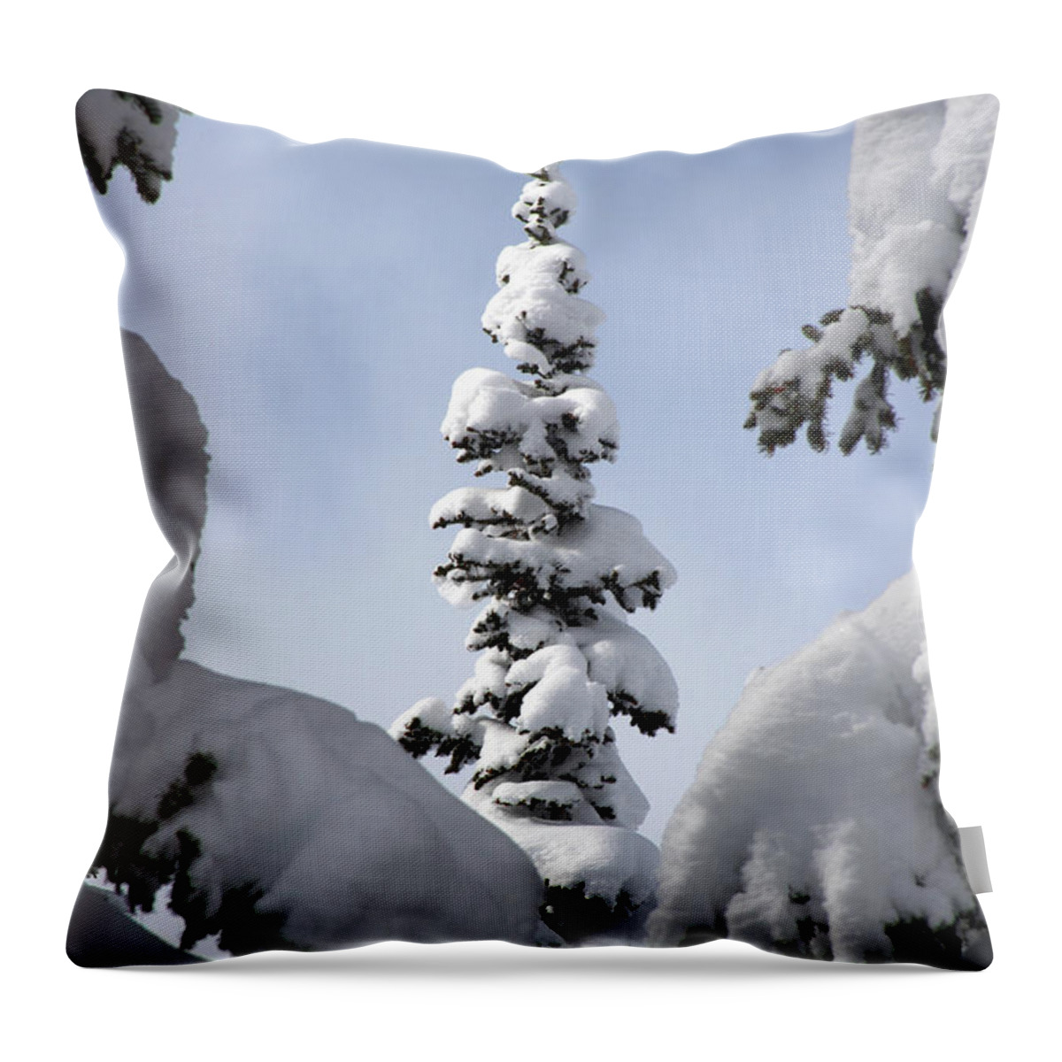 Snow Throw Pillow featuring the photograph Pine Framed in Powder by Brett Pelletier