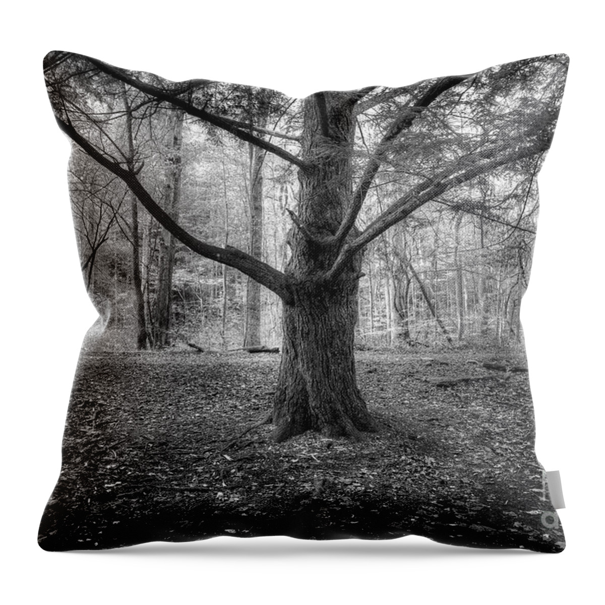 Pine Tree Throw Pillow featuring the photograph Pine Tree by Mike Eingle