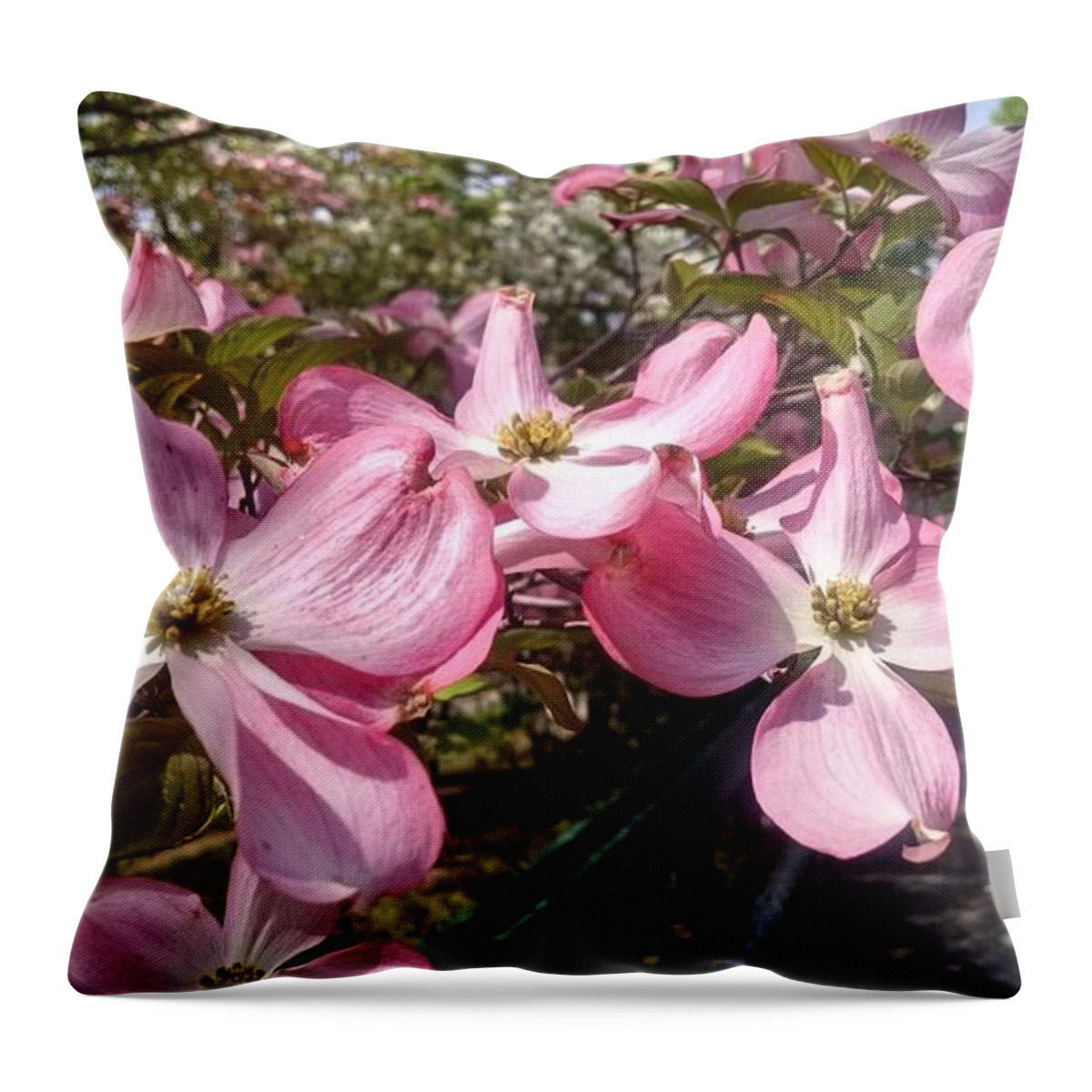 Bloom Throw Pillow featuring the photograph Pink Dogwood Blooms by Christopher Lotito