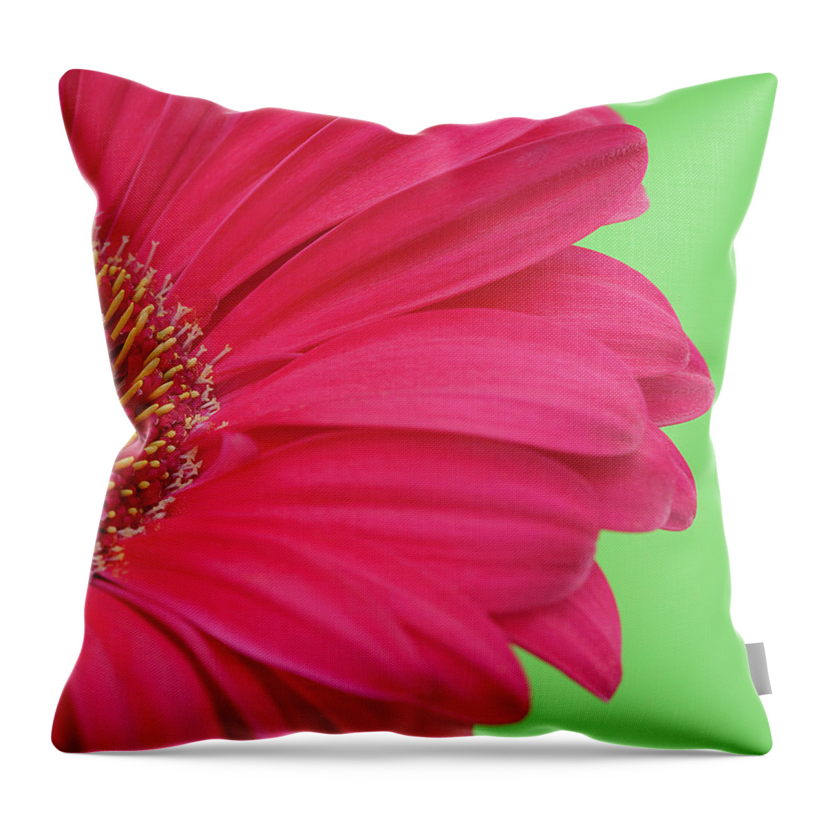 Petal Throw Pillow featuring the photograph Pink Gerbera by Kim Haddon Photography
