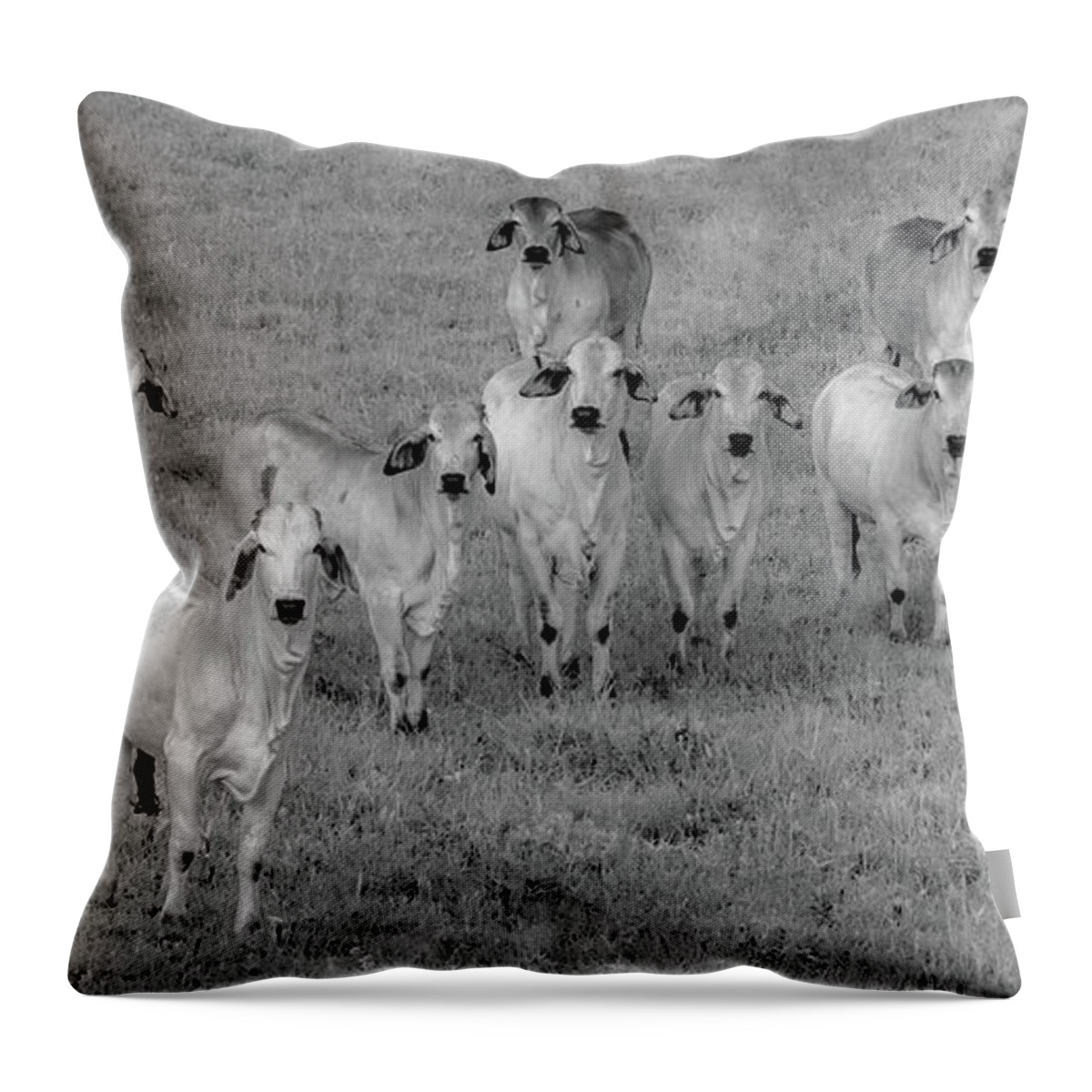 Tennessee Throw Pillow featuring the photograph Please Tell Me You Brought Breakfast, Infrared by Marcy Wielfaert