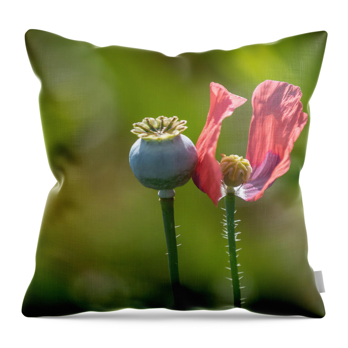 Poppies Throw Pillow featuring the photograph Pleasures Are Like Poppies by Holly Ross