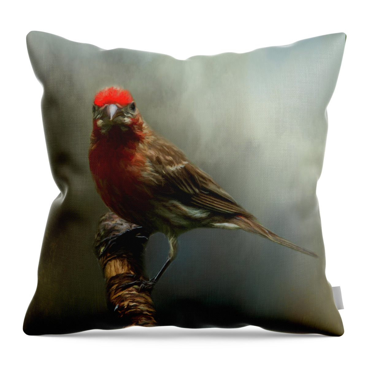 Avian Throw Pillow featuring the photograph Portrait of a House Finch by Cathy Kovarik