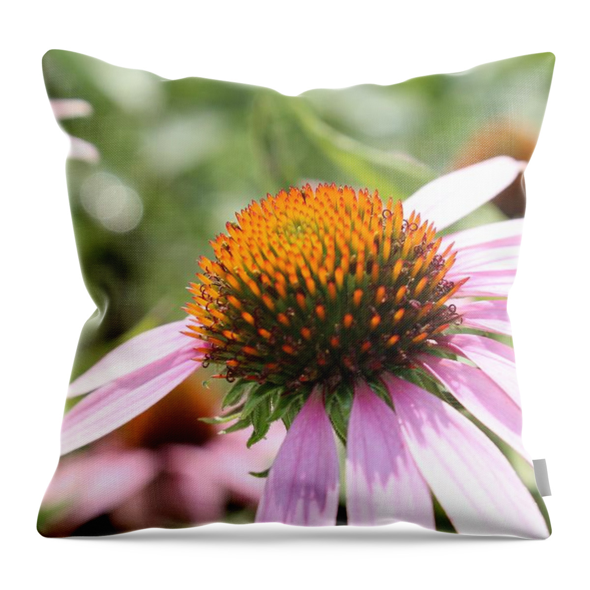 Purple Throw Pillow featuring the photograph Purple Coneflower Bloom and Petals by Christopher Lotito